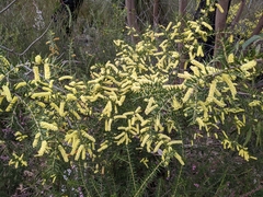 Acacia oxycedrus