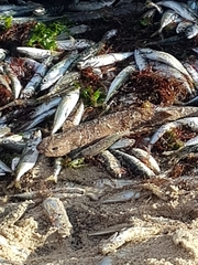 Scyliorhinus canicula