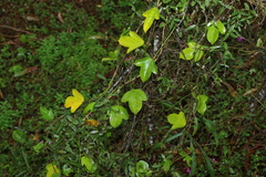 Passiflora pallida