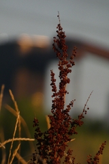 Rumex