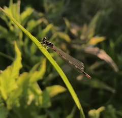 Coenagrion johanssoni