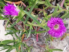 Carpobrotus deliciosus