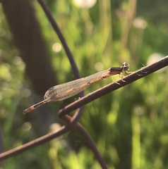 Coenagrion johanssoni