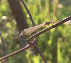 Coenagrion johanssoni