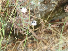 Lactuca tenerrima