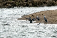 Phalacrocorax varius varius