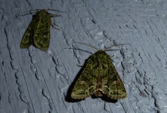 Ichneutica plena