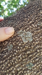 Lecanoromycetes