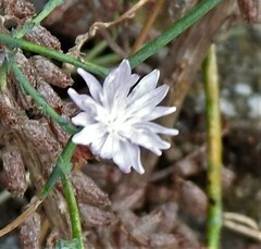 Lactuca tenerrima