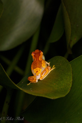 Dendropsophus ebraccatus
