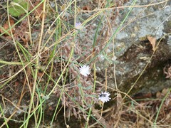 Lactuca tenerrima