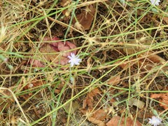 Lactuca tenerrima