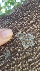 Lecanoromycetes