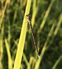 Coenagrion johanssoni