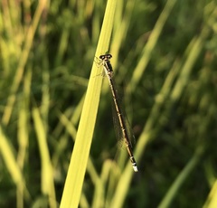 Coenagrion johanssoni