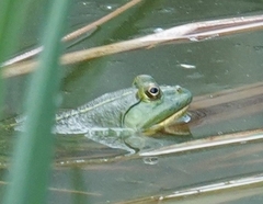 Euphlyctis hexadactyla