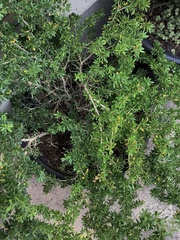 Phyllanthus myrtifolius