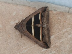 Grammodes bifasciata