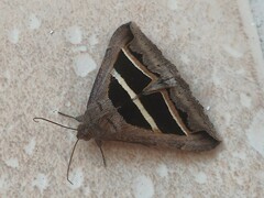 Grammodes bifasciata