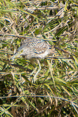 Nycticorax caledonicus