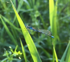 Coenagrion johanssoni