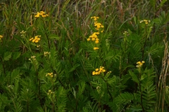 Tanacetum vulgare