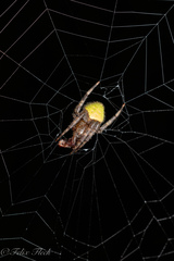 Eriophora