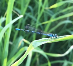 Coenagrion johanssoni