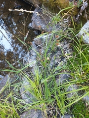 Juncus ensifolius