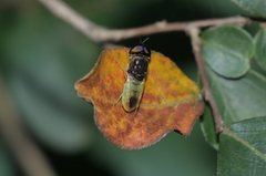 Stratiomyini