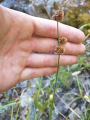 Juncus ensifolius