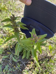 Gentiana cruciata