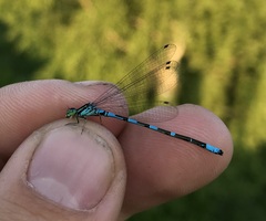 Coenagrion johanssoni