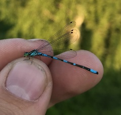 Coenagrion johanssoni