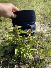 Gentiana cruciata