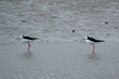 Himantopus leucocephalus
