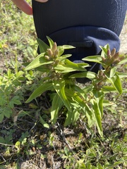 Gentiana cruciata