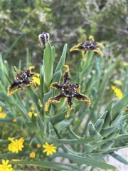 Ferraria crispa