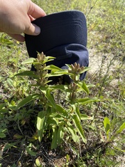 Gentiana cruciata