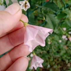 Convolvulus arvensis