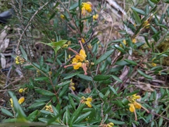 Grevillea chrysophaea
