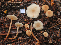 Gymnopus cockaynei