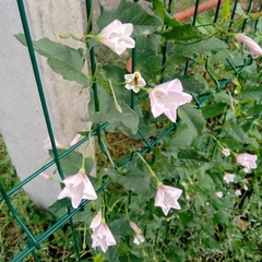 Convolvulus arvensis