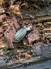 Carabus granulatus