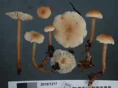 Gymnopus cockaynei