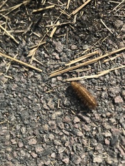 Arctiinae
