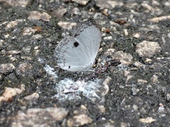 Neopithecops zalmora zalmora