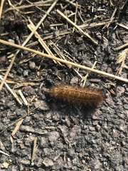 Arctiinae