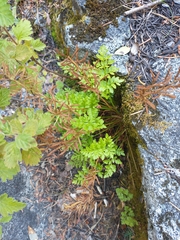 Cryptogramma acrostichoides