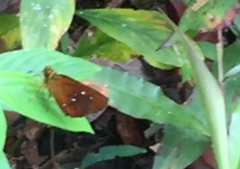 Iambrix salsala salsala